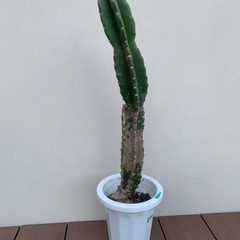 柱サボテン ブランチ 木質化 柱サボテン ブランチ 木質化