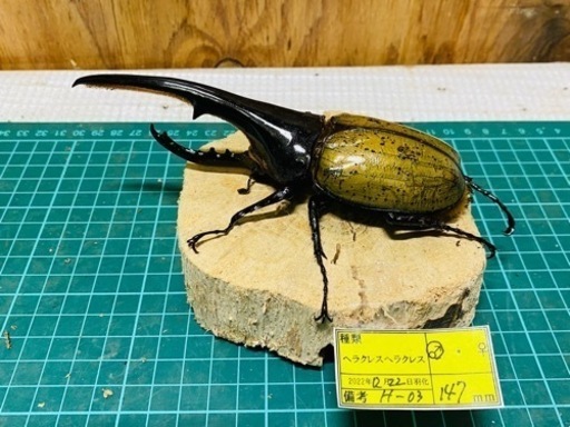 ⑥ヘラクレスヘラクレス　オス単品　