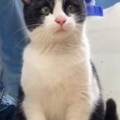いつまでも待ってた子猫、、どこまでも付いてきた子猫