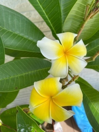 プルメリア　♪ 7本まとめ　♪ 南国の花　♪ ハワイ