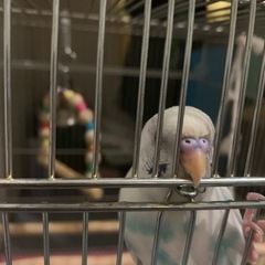 インコ里親募集中