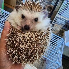 小動物 エキゾチックアニマル好きな人 - 友達