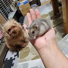 小動物 エキゾチックアニマル好きな人 - メンバー募集