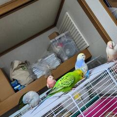 インコ 文鳥 猛禽 フィンチから大型鳥類好き仲良くしませんか - 友達
