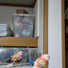 インコ 文鳥 猛禽 フィンチから大型鳥類好き仲良くしませんか − 東京都