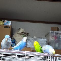 インコ 文鳥 猛禽 フィンチから大型鳥類好き仲良くしませんか - 福生市