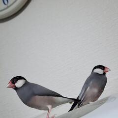 インコ 文鳥 猛禽 フィンチから大型鳥類好き仲良くしませんか - メンバー募集