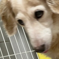1枚目バスケしようの顔(実家の愛犬)