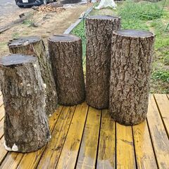 無料　広葉樹の切り株　薪にいかがですが？