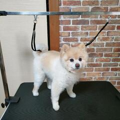 トリミング台　犬用（折りたたみ式）