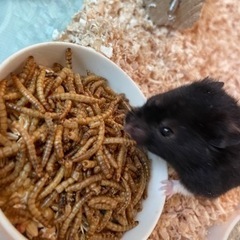 ハムスター4匹 