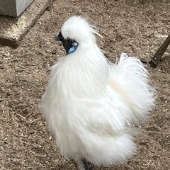 モコモコ系　烏骨鶏♂