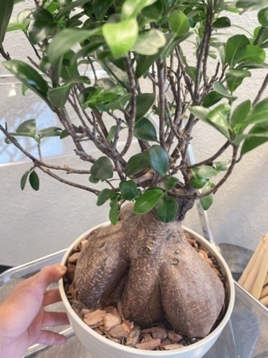 観葉植物・サイズ希少［ガジュマル50cm］ 観葉植物・サイズ希少［ガジュマル50cm］ 【公式通販】