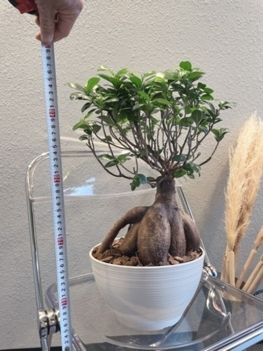 観葉植物・サイズ希少［ガジュマル50cm］ 観葉植物・サイズ希少［ガジュマル50cm］ 【公式通販】