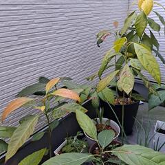 アボカドの苗木【受付終了】
