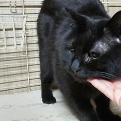 元野良猫くん　黒猫　成猫