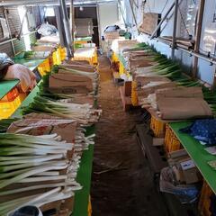 ネギ出荷作業及びたねまき等　週一からOK　副業OKの画像