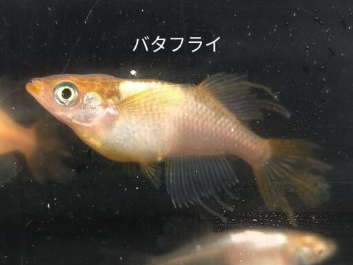 バタフライ イエローテール半月 メダカ 各卵15個＋α