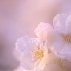 桜の季節にモデル募集