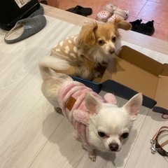 小型犬飼われてる方の犬友さん募集 - 八尾市