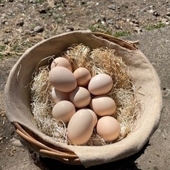烏骨鶏有精卵12個（送料込み）