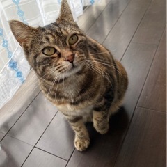 愛嬌のあるサビ猫ちゃん(再募集)