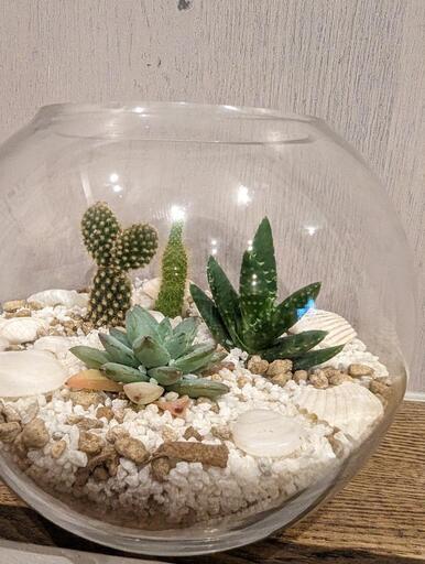 最終！サボテン\u0026多肉植物の寄植え2点セット