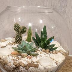最終！サボテン&多肉植物の寄植え2点セット