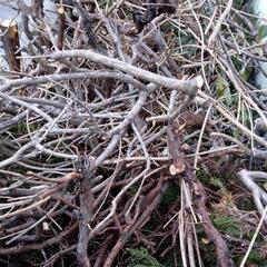 キャンプ！サウナ！【焚火薪】広葉樹　針葉樹　バーベキュー　キャンプファイヤー　詰め放題　まき　マキ　廃材　焚き付け　1袋からOK！　no.3の画像