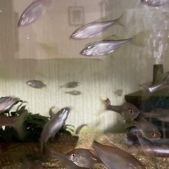 たなご、クムガンイチモンジタナゴ1ペア