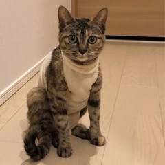 5匹のベビーのお母さんのいちごちゃん