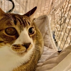 キジシロ　オス　1才　去勢済み