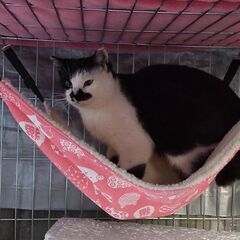 猫　行方不明　探しています - 徳島市