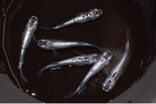 改良めだか　上物クラウドグレー(上見ブラックダイヤ)３ペア