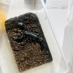 チャグロサソリの中古が安い！激安で譲ります・無料であげます