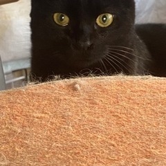 姉妹猫　里親様決まりました(^^)ありがとうございます。