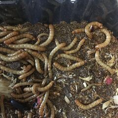 ミルワーム100匹前後