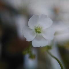 食虫植物イシモチソウ（広西チワン族自治区産）の画像