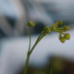 食虫植物イシモチソウ（広西チワン族自治区産）の画像