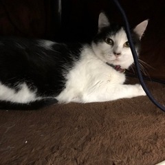 里親を探してます。 - 猫