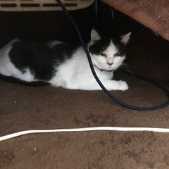里親を探してます。 − 埼玉県