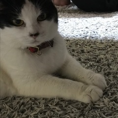 里親を探してます。