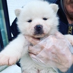 天然記念物秋田犬専門犬舎浜大将 - 平川市