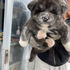 天然記念物秋田犬専門犬舎浜大将 - 地元のお店