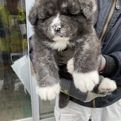 天然記念物秋田犬専門犬舎浜大将 − 青森県