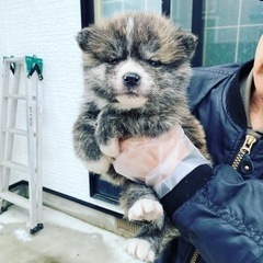 天然記念物秋田犬専門犬舎浜大将