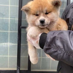 天然記念物秋田犬専門犬舎浜大将 - ペット