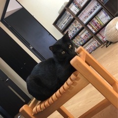 貰い手が見つかりましたので募集終了