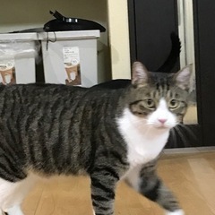 引っ越しの為可愛がってくれる里親を探してます宜しくお願いします