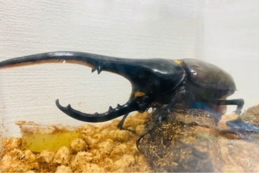 ヘラクレスオオカブト 成虫 オス 149.6㍉